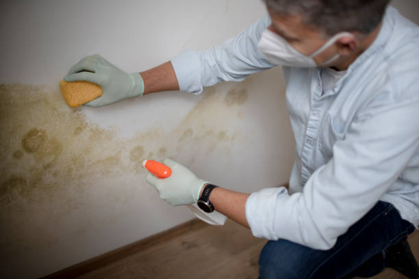 Best DIY Mold Remediation Support Services in Franklin Rk, PA