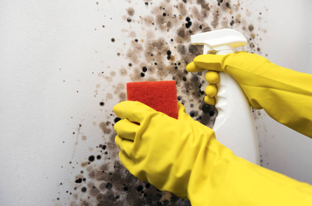 Best Attic Mold Remediation in Franklin Rk, PA